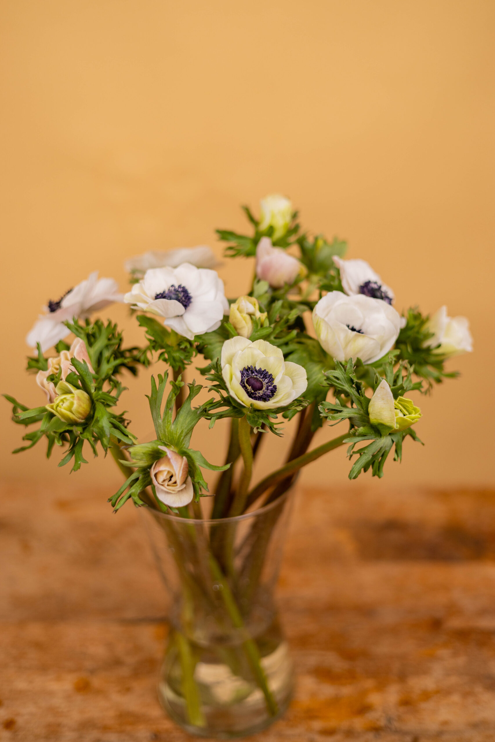 Veternice - Anemone – Obrázok 2