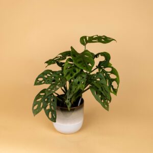 Monstera Adansonii