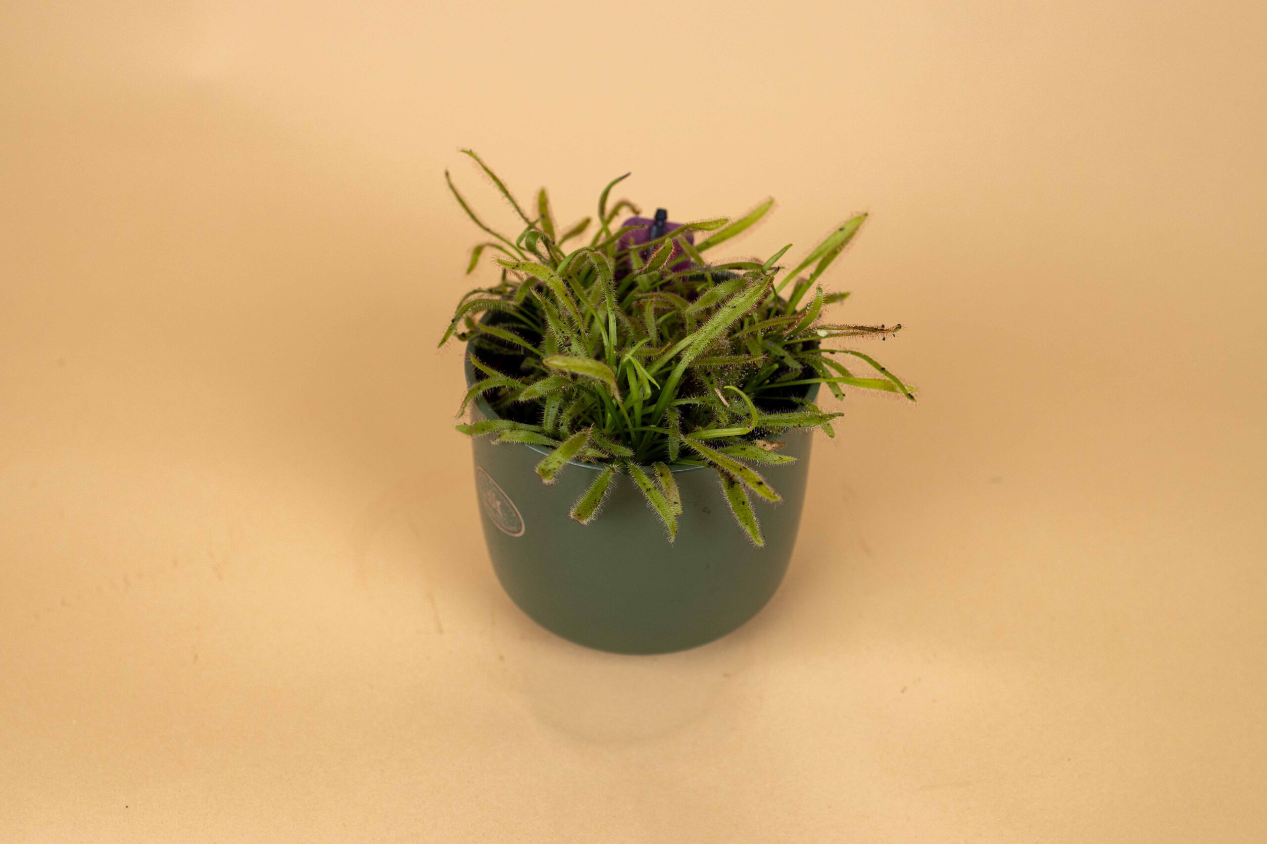 Drosera – Obrázok 2