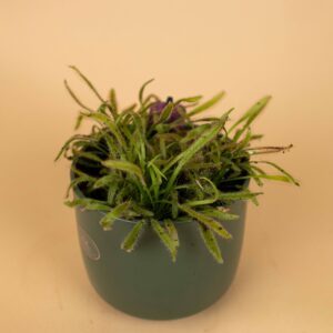 Drosera