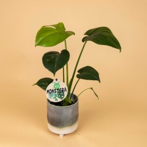 Monstera Deliciosa