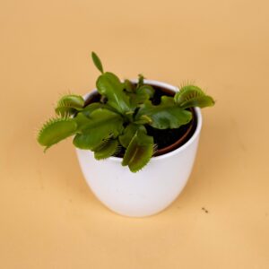 Dionaea Muscipula