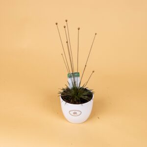 Syngonanthus Mikado
