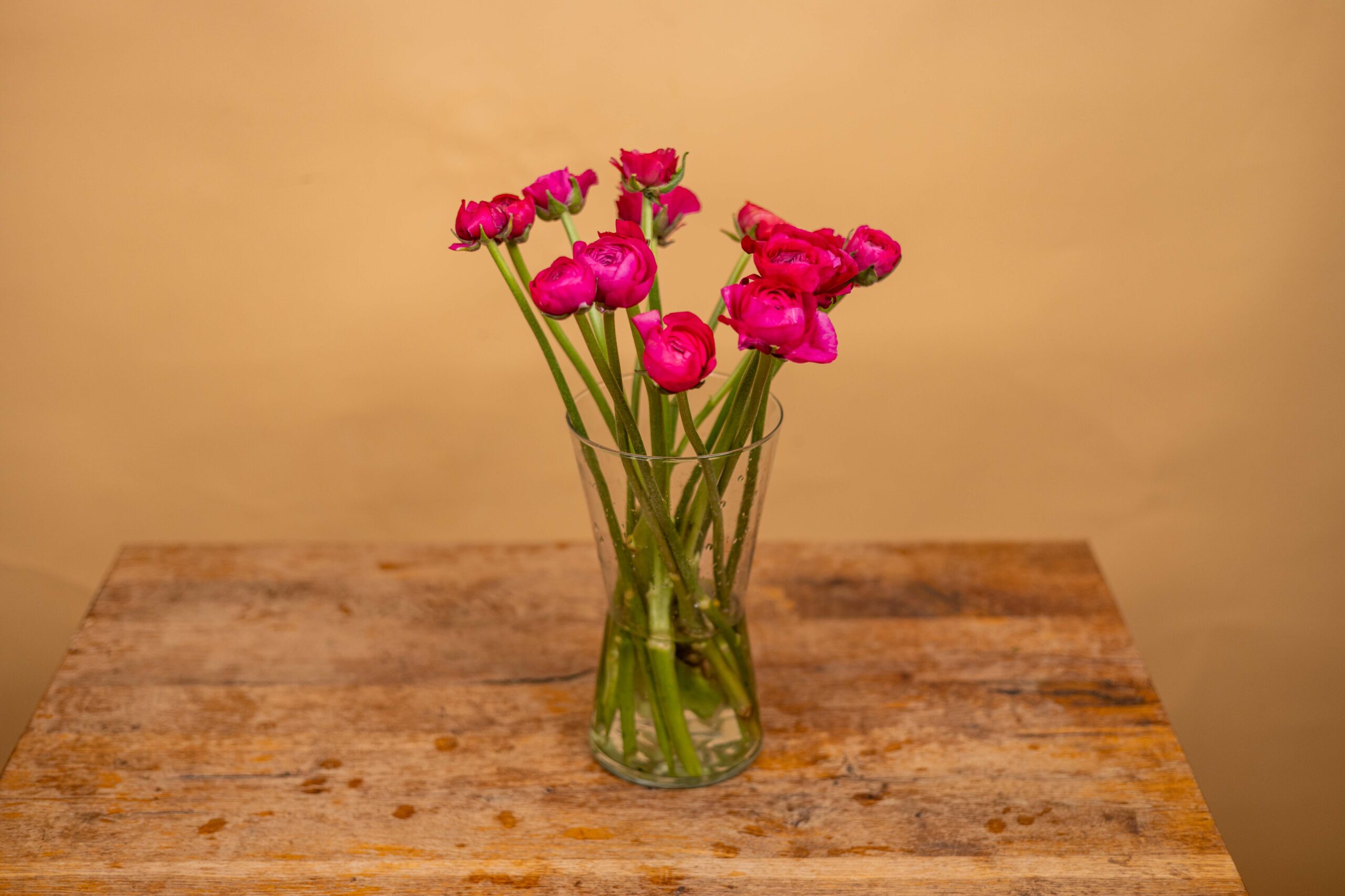 Zväzok Iskerníkov - Ranunculus – Obrázok 4